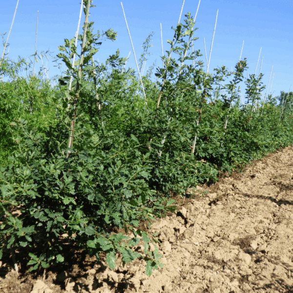 QUERCUS robur – Image 6