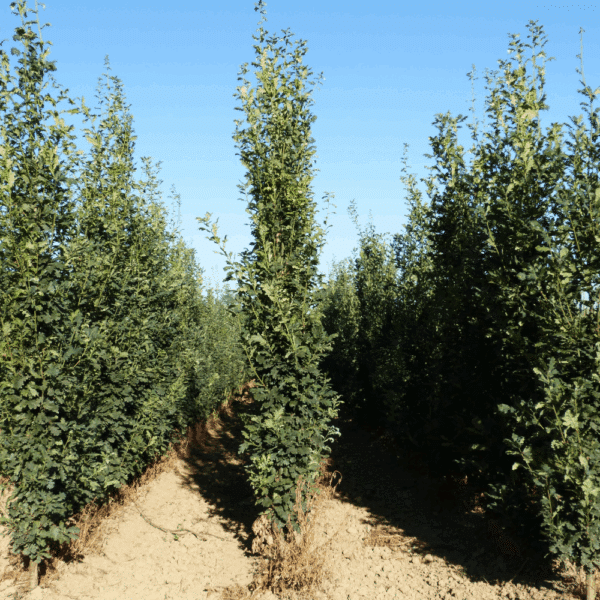 QUERCUS robur 'Fastigiata Koster' – Image 5