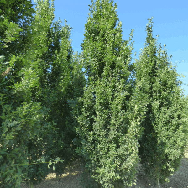 QUERCUS robur 'Fastigiata Koster' – Image 6