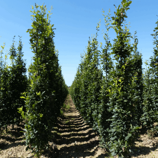 QUERCUS robur 'Fastigiata Koster' – Image 3