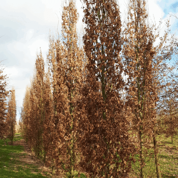 QUERCUS robur 'Fastigiata Koster' – Image 2