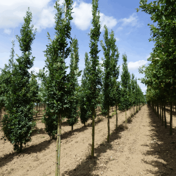 QUERCUS robur 'Fastigiata Koster' – Image 8