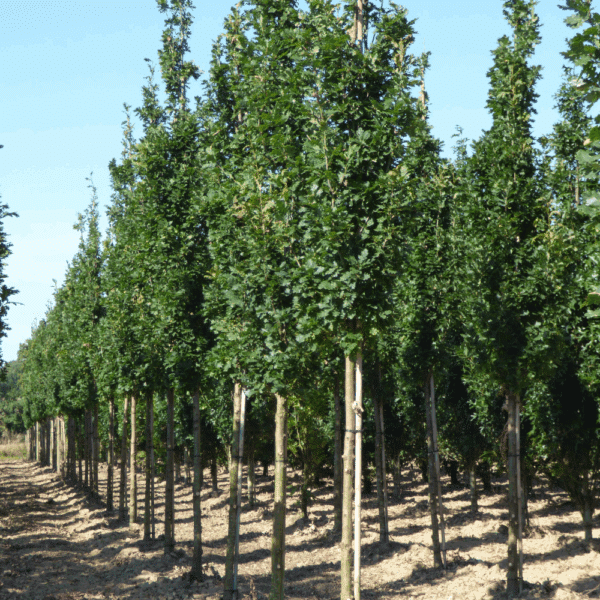 QUERCUS robur 'Fastigiata Koster' – Image 7
