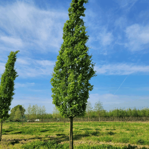 QUERCUS robur 'Fastigiata Koster' – Image 4
