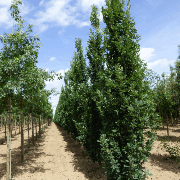 QUERCUS robur 'Zeeland' – Image 2