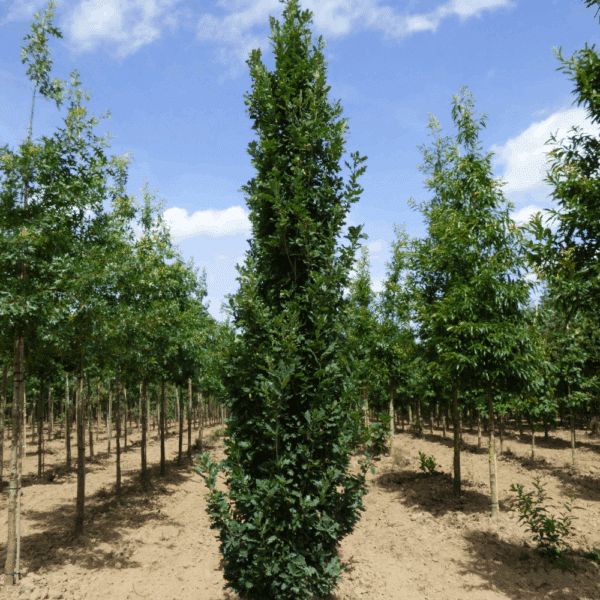 QUERCUS robur 'Zeeland' – Image 4
