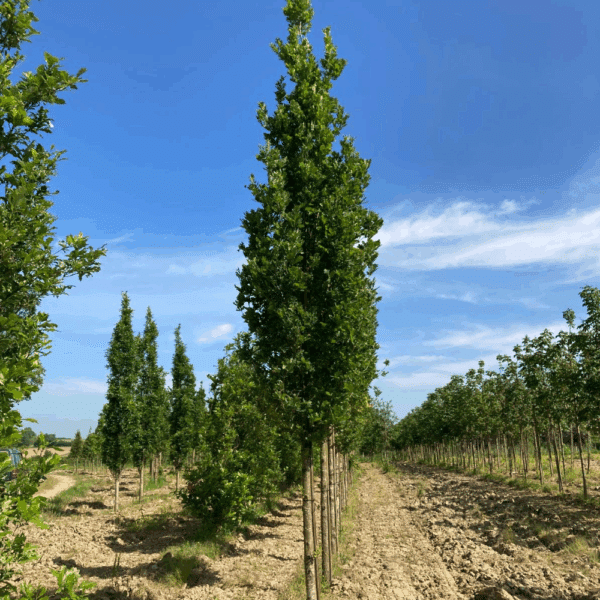 QUERCUS robur 'Zeeland' – Image 3