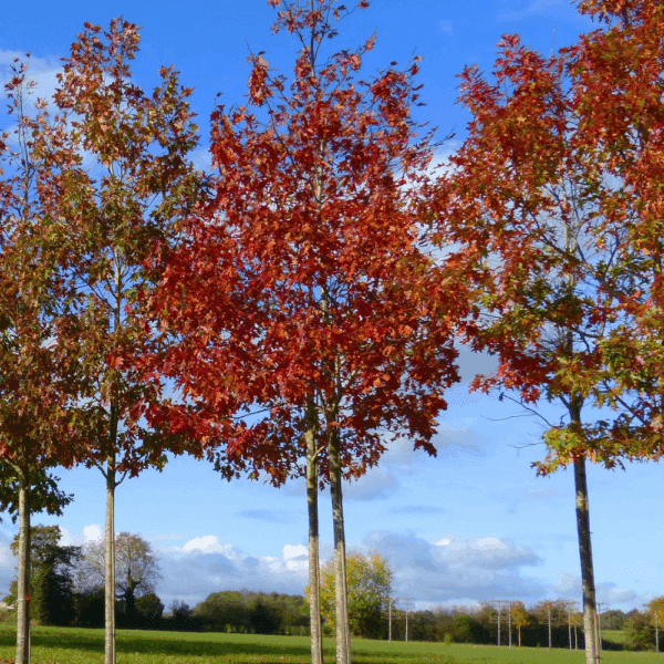 QUERCUS rubra – Image 2