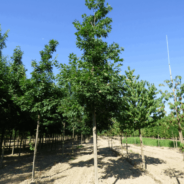 QUERCUS rubra – Image 8
