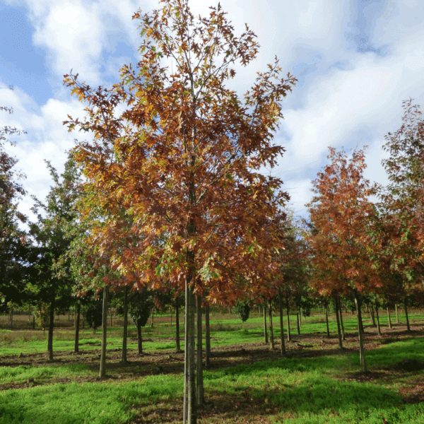QUERCUS rubra – Image 5