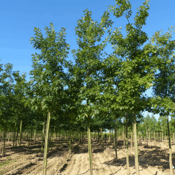 QUERCUS rubra – Image 7