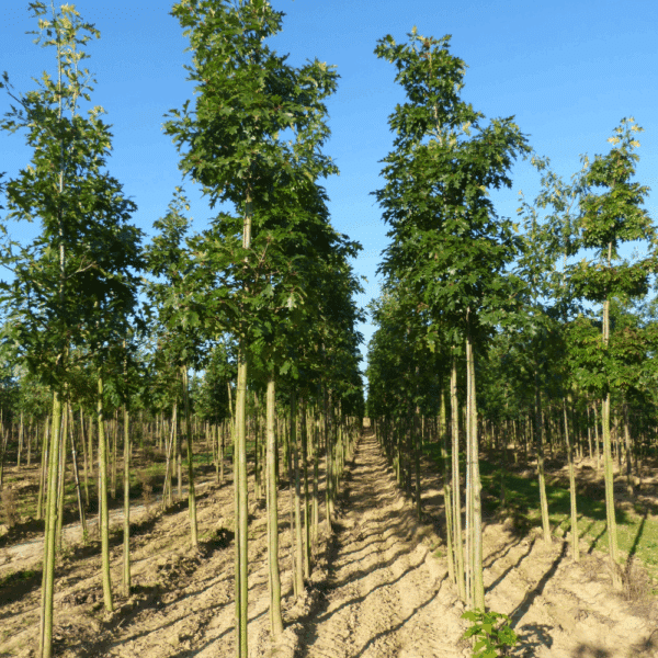 QUERCUS rubra – Image 4