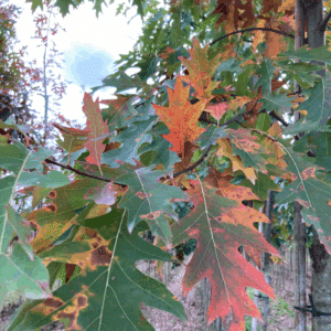 QUERCUS rubra