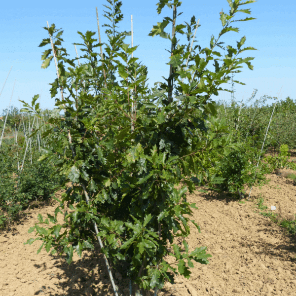 QUERCUS rubra – Image 10