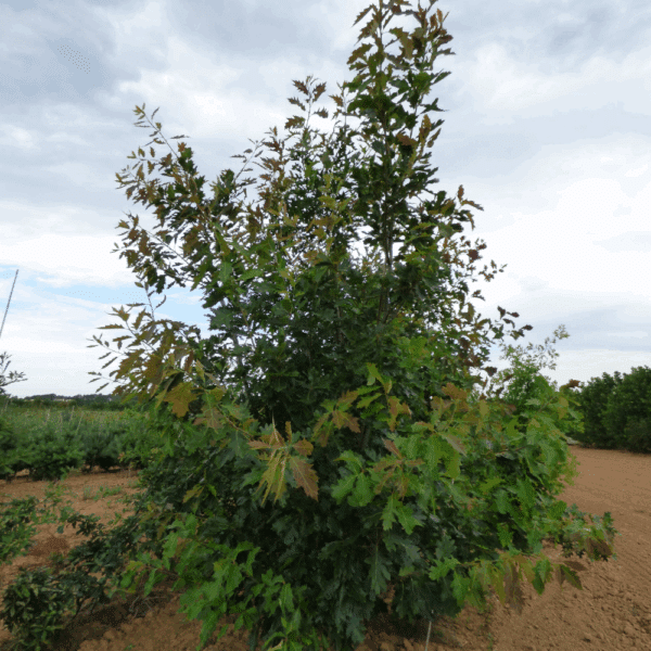 QUERCUS rubra – Image 6