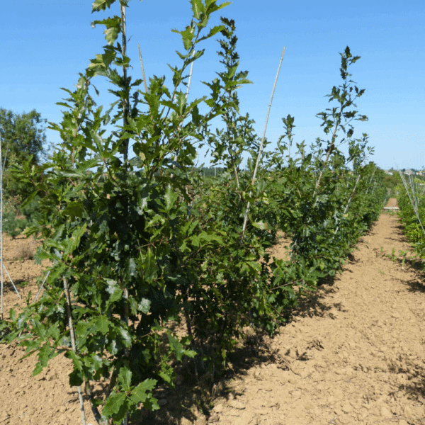 QUERCUS rubra – Image 13