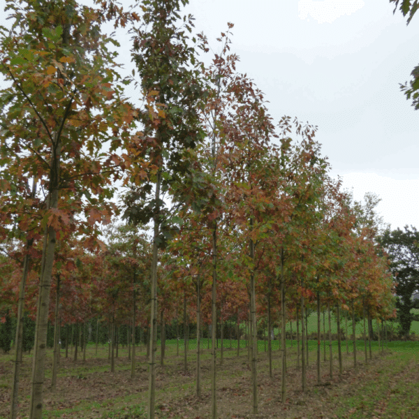 QUERCUS rubra – Image 12