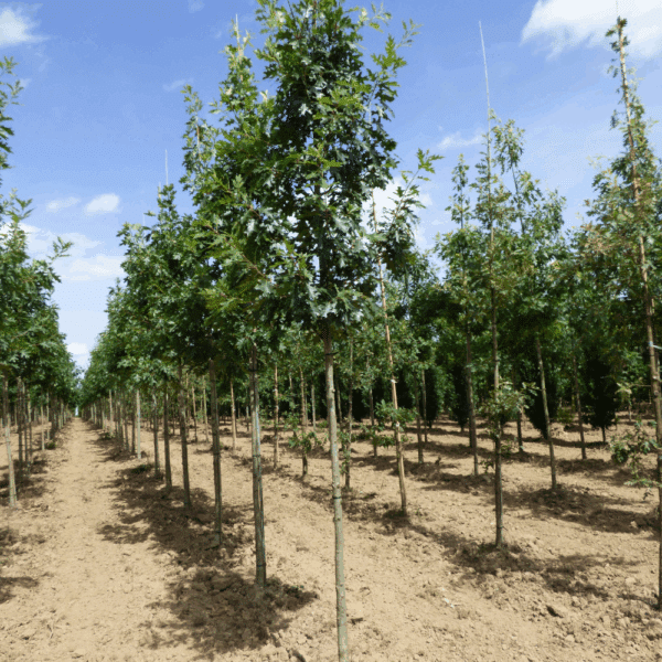 QUERCUS rubra – Image 11
