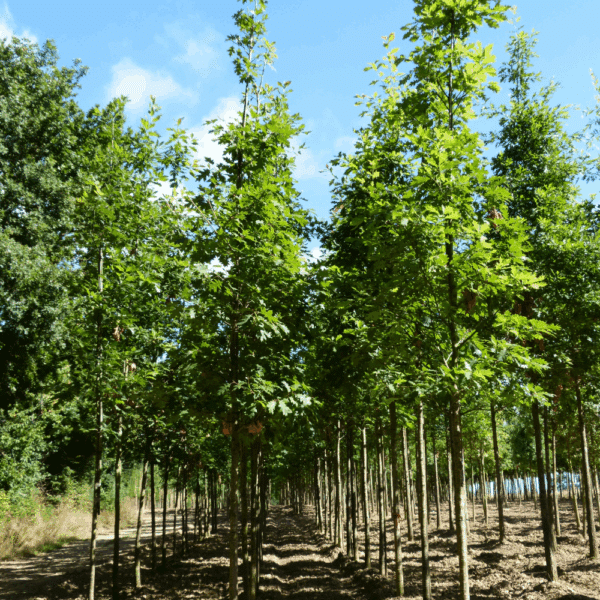 QUERCUS rubra – Image 9