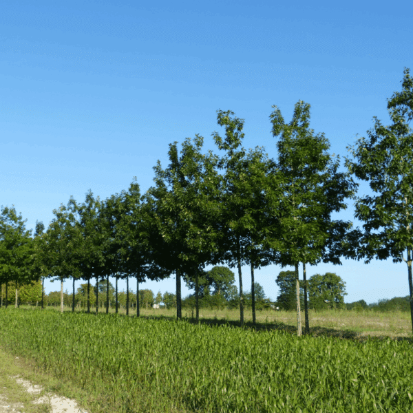 QUERCUS rubra – Image 3