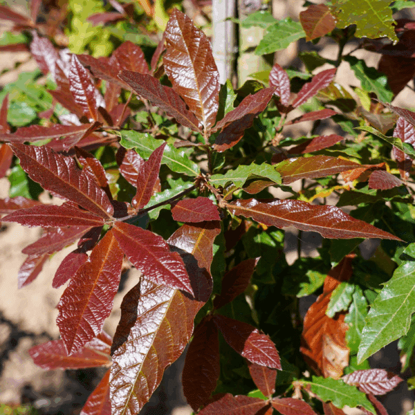 QUERCUS rysophylla 'Maya' – Image 4