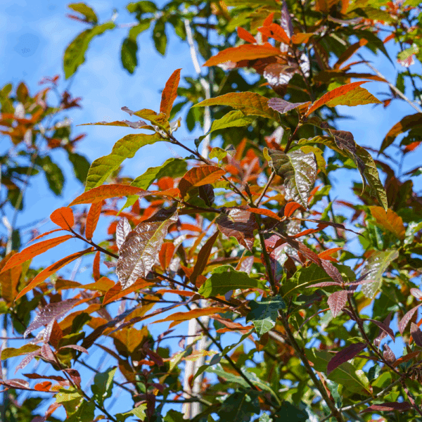 QUERCUS rysophylla 'Maya' – Image 5