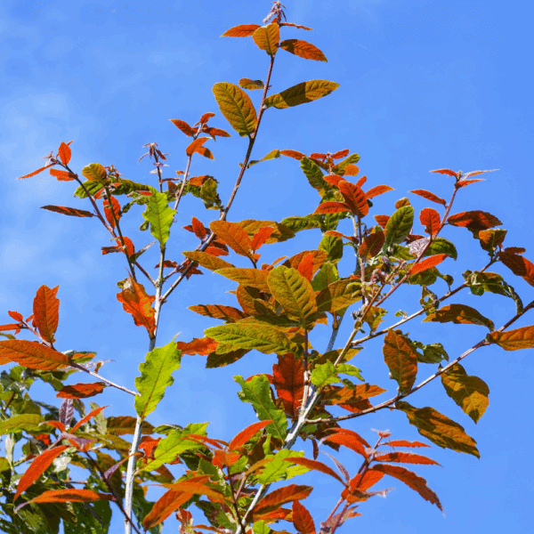 QUERCUS rysophylla 'Maya' – Image 2