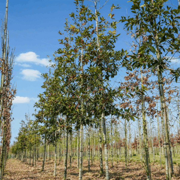 QUERCUS rysophylla 'Maya'
