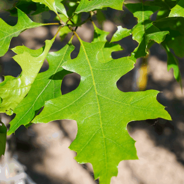 QUERCUS shumardii – Image 3