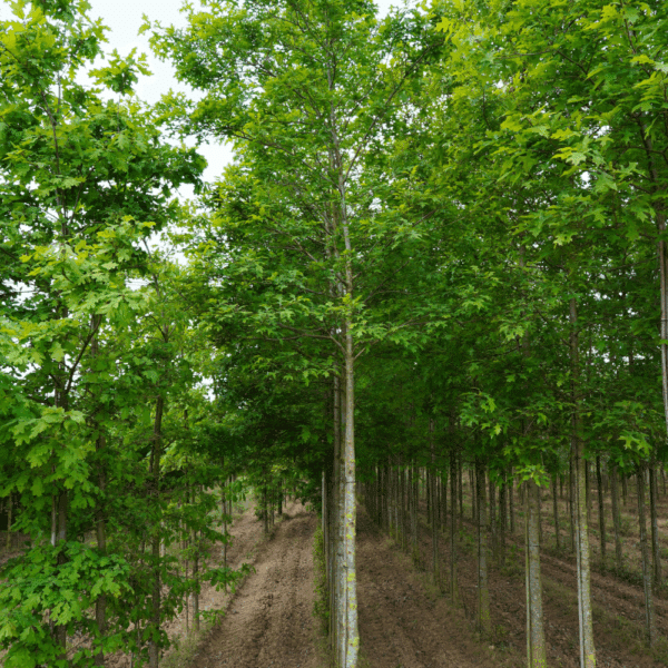 QUERCUS shumardii – Image 4