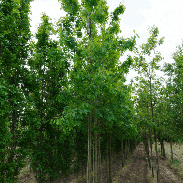 QUERCUS shumardii – Image 6