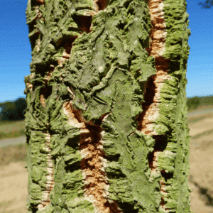 QUERCUS suber