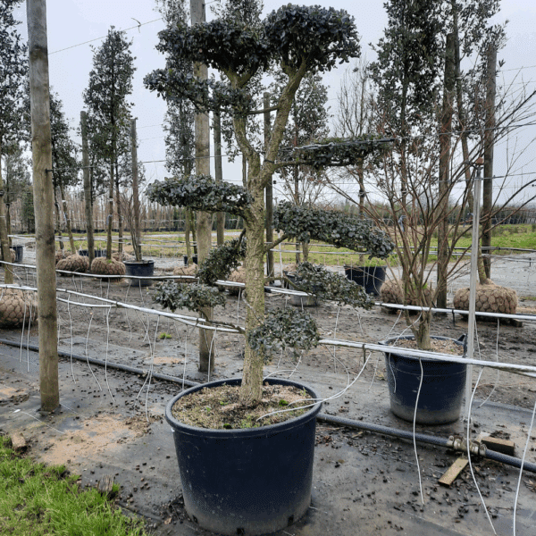 QUERCUS suber – Image 4