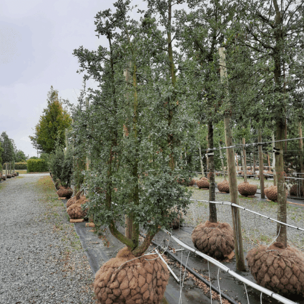 QUERCUS suber – Image 5