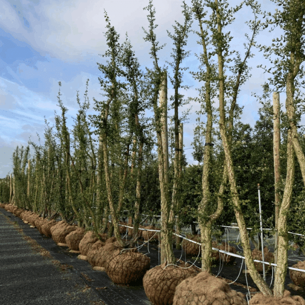 QUERCUS suber – Image 2