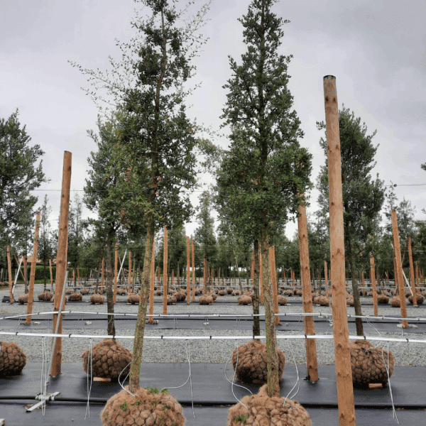 QUERCUS suber – Image 3