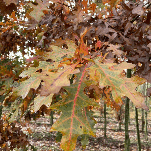 QUERCUS texana – Image 2