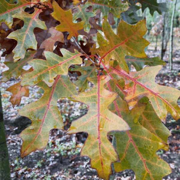 QUERCUS texana – Image 4