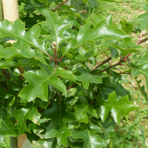 QUERCUS texana