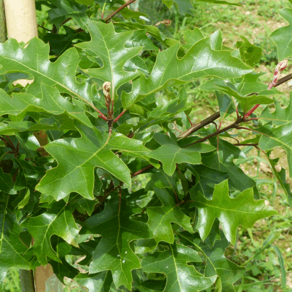 QUERCUS texana