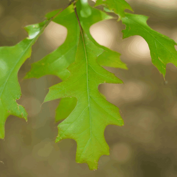 QUERCUS texana – Image 3
