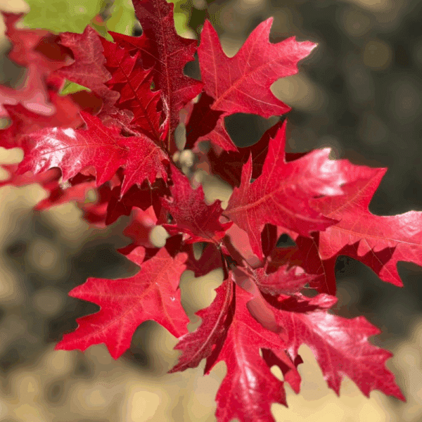 QUERCUS texana 'New Madrid' – Image 2