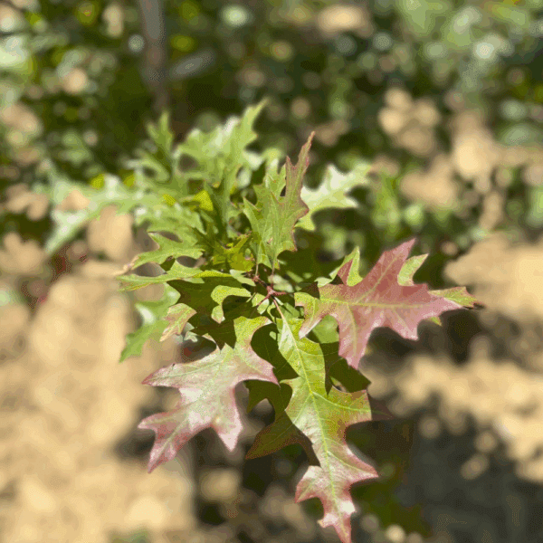 QUERCUS texana 'New Madrid' – Image 4