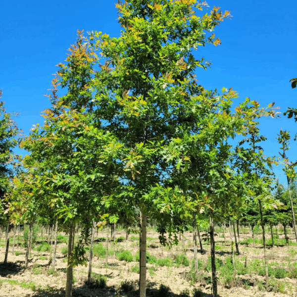 QUERCUS texana 'New Madrid' – Image 8