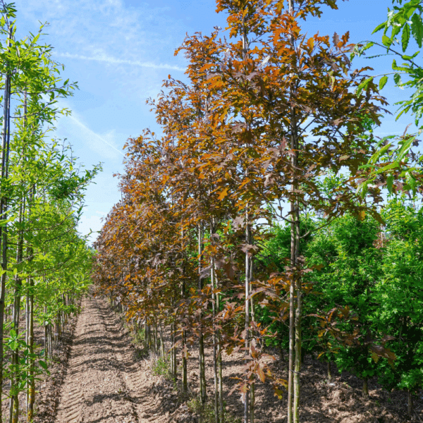 QUERCUS texana 'New Madrid' – Image 6