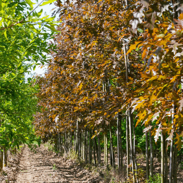 QUERCUS texana 'New Madrid' – Image 5