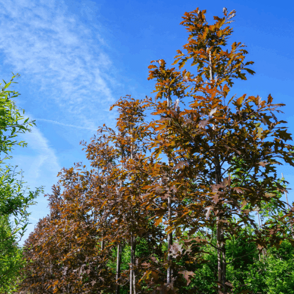 QUERCUS texana 'New Madrid' – Image 3