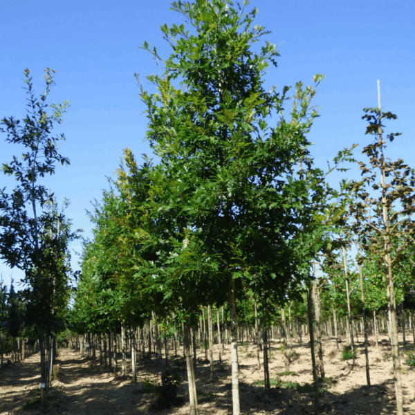 QUERCUS texana 'New Madrid' – Image 7