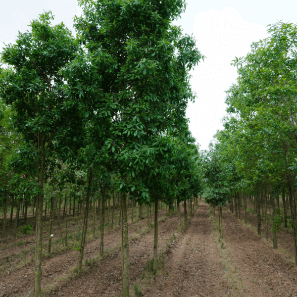QUERCUS x turneri 'Pseudoturneri' – Image 5