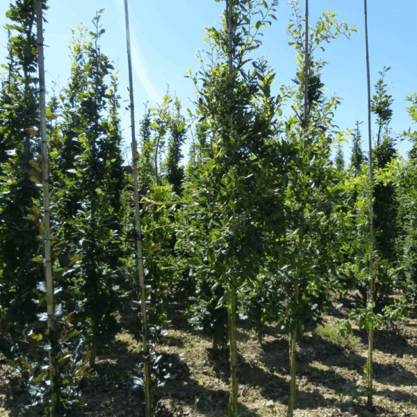 QUERCUS x turneri 'Pseudoturneri' – Image 6